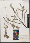 Foto von Salix wallichiana Andersson